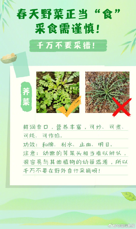 实用帖！春季野菜正当“食”