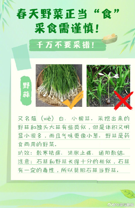 实用帖！春季野菜正当“食”