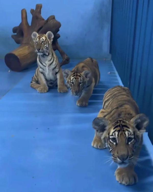 网友抢着要替她上班！95后女生回应：没那么简单