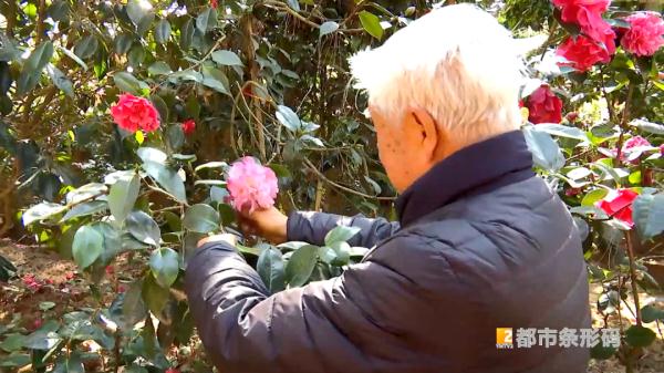 一棵树开出上万朵茶花 昆明人惊呼太少见！背后还有个“茶花翁”……