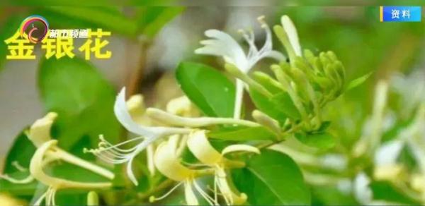 这些花不能乱吃！昆明警方紧急提醒→