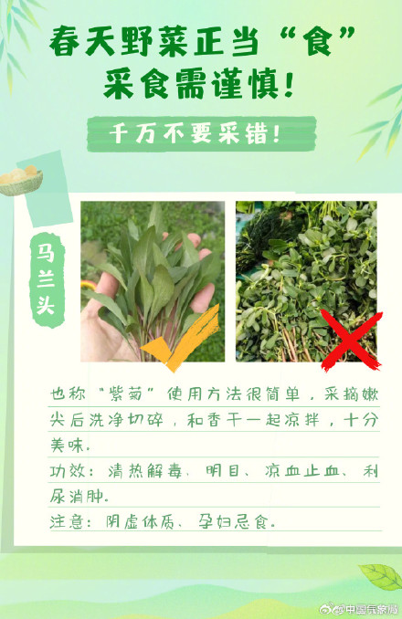 实用帖！春季野菜正当“食”