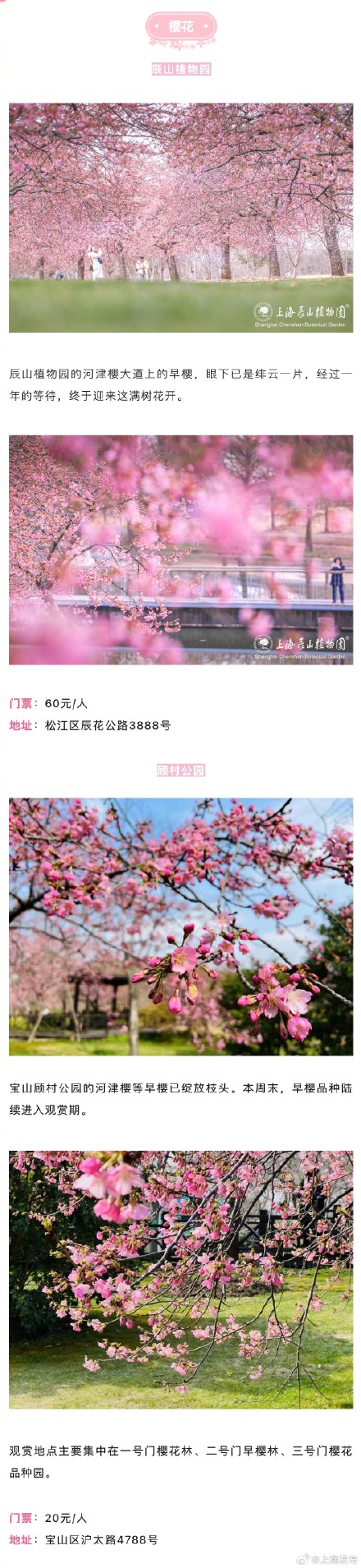 上海三月不容错过的赏花路线