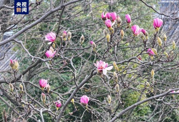 美不胜收!世界上唯一一株400多岁的古旱莲早春绽放 美不胜收!世界上唯一一株400多岁的古旱莲早春绽放