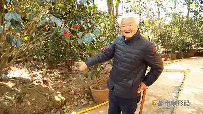一棵树开出上万朵茶花 昆明人惊呼太少见！背后还有个“茶花翁”……
