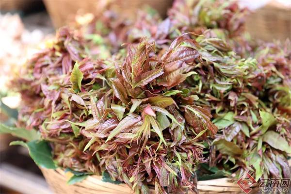 这些花不能乱吃！昆明警方紧急提醒→