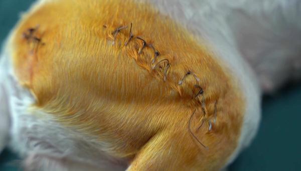 爱犬寄养被弄丢,抓捕时还受了伤!索赔被拒,律师提醒:这样的合同...... 爱犬寄养被弄丢,抓捕时还受了伤!索赔被拒,律师提醒:这样的合同......