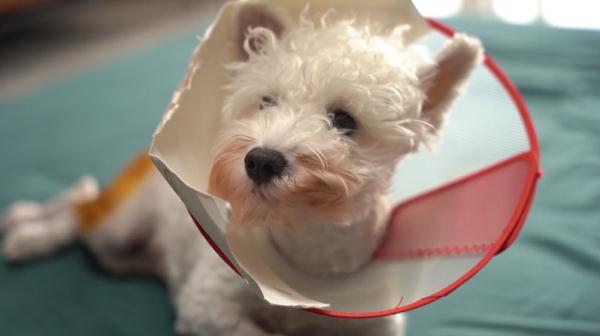 爱犬寄养被弄丢,抓捕时还受了伤!索赔被拒,律师提醒:这样的合同...... 爱犬寄养被弄丢,抓捕时还受了伤!索赔被拒,律师提醒:这样的合同......