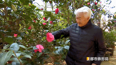 一棵树开出上万朵茶花 昆明人惊呼太少见！背后还有个“茶花翁”……