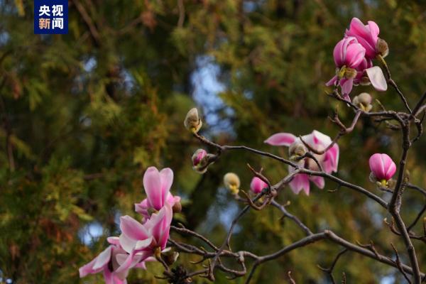 美不胜收!世界上唯一一株400多岁的古旱莲早春绽放 美不胜收!世界上唯一一株400多岁的古旱莲早春绽放