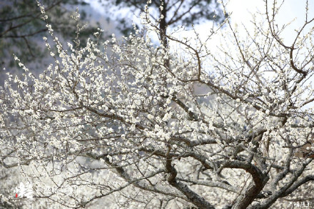 广西这个花海轻易别去！金海雪山，美到沦陷！