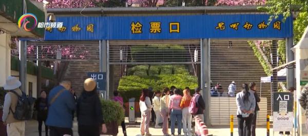 近期昆明这里人流量大增！出行攻略请收好→