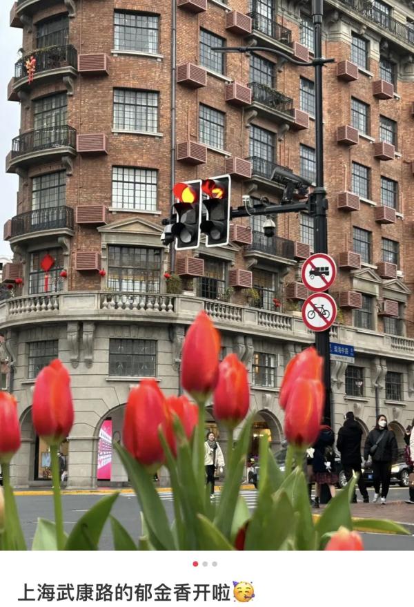这花也有毒!上海街头常能看见,还能凑上去拍照打卡吗? 这花也有毒!上海街头常能看见,还能凑上去拍照打卡吗?