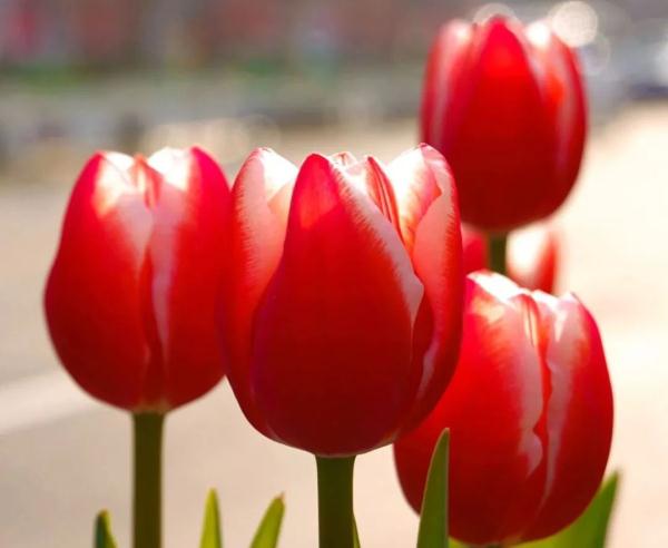 这花也有毒!上海街头常能看见,还能凑上去拍照打卡吗? 这花也有毒!上海街头常能看见,还能凑上去拍照打卡吗?