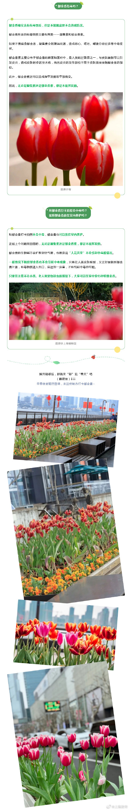 郁金香到底有没有毒？来看答案→