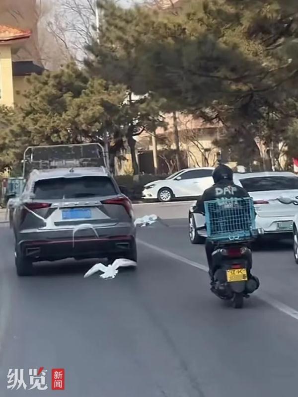 鸽子还会等红绿灯？河北男子骑摩托遛鸽子，惊呆路人！