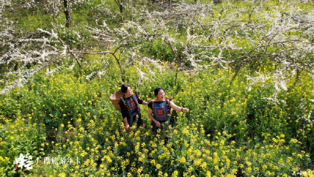 广西这个花海轻易别去！金海雪山，美到沦陷！