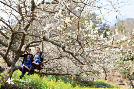 广西这个花海轻易别去！金海雪山，美到沦陷！