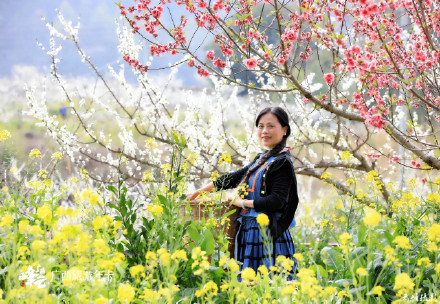 广西这个花海轻易别去！金海雪山，美到沦陷！