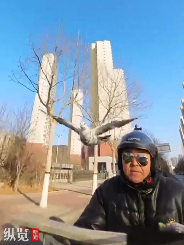 鸽子还会等红绿灯？河北男子骑摩托遛鸽子，惊呆路人！