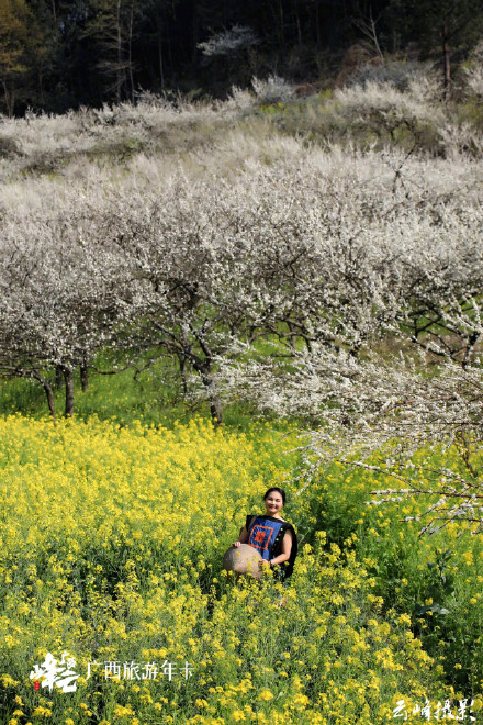 广西这个花海轻易别去！金海雪山，美到沦陷！