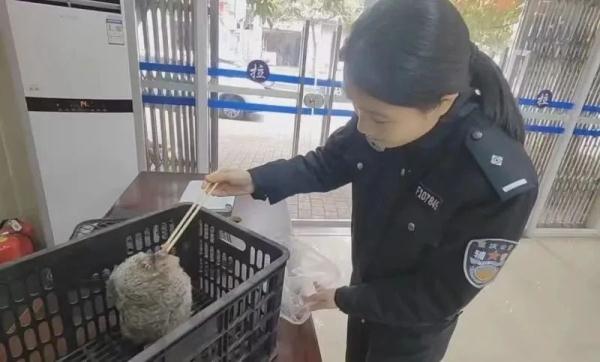 呆萌小猫头鹰“落单”，警民携手暖心救助