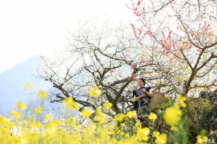 广西这个花海轻易别去！金海雪山，美到沦陷！