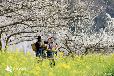 广西这个花海轻易别去！金海雪山，美到沦陷！