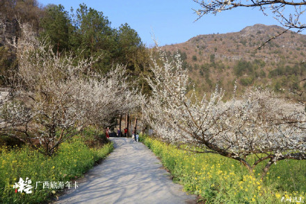 广西这个花海轻易别去！金海雪山，美到沦陷！