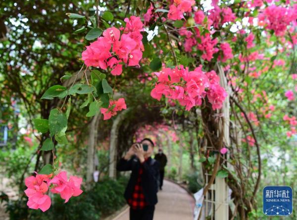 香港:三角梅花盛开 香港:三角梅花盛开