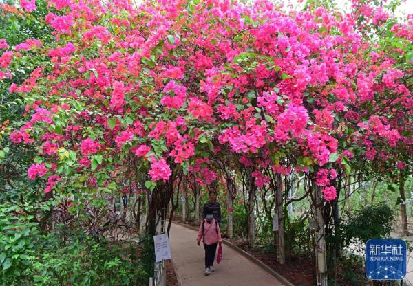 香港:三角梅花盛开 香港:三角梅花盛开