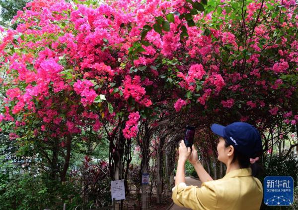 香港:三角梅花盛开 香港:三角梅花盛开