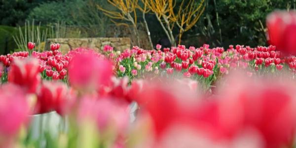 这花也有毒!上海街头常能看见,还能凑上去拍照打卡吗? 这花也有毒!上海街头常能看见,还能凑上去拍照打卡吗?