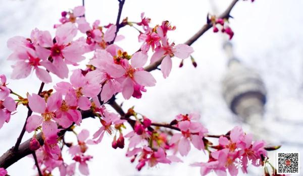 这一幕刷屏了！今天武汉人都在发朋友圈……