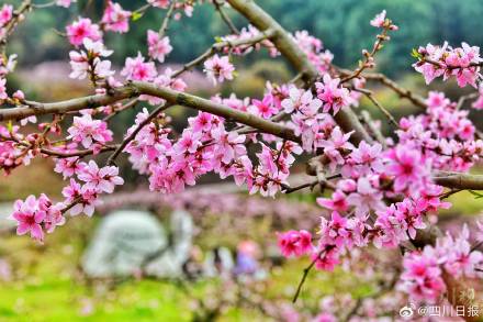 走！赏桃花去！龙泉山桃花已进入盛花期