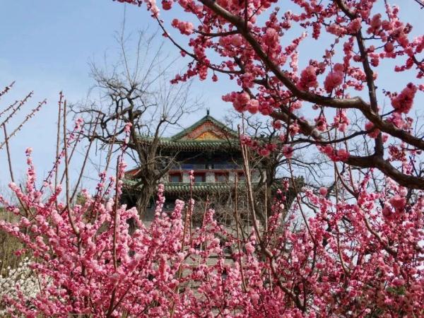 北方的春要按捺不住啦！北京这些地方将“花开成海”