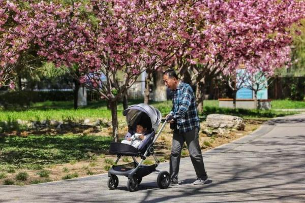 北方的春要按捺不住啦！北京这些地方将“花开成海”