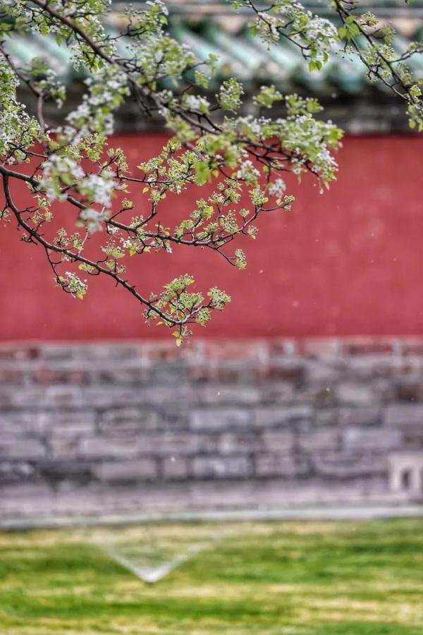 北方的春要按捺不住啦！北京这些地方将“花开成海”
