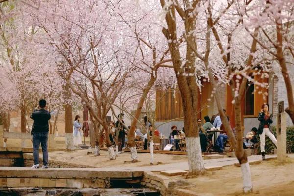 北方的春要按捺不住啦！北京这些地方将“花开成海”