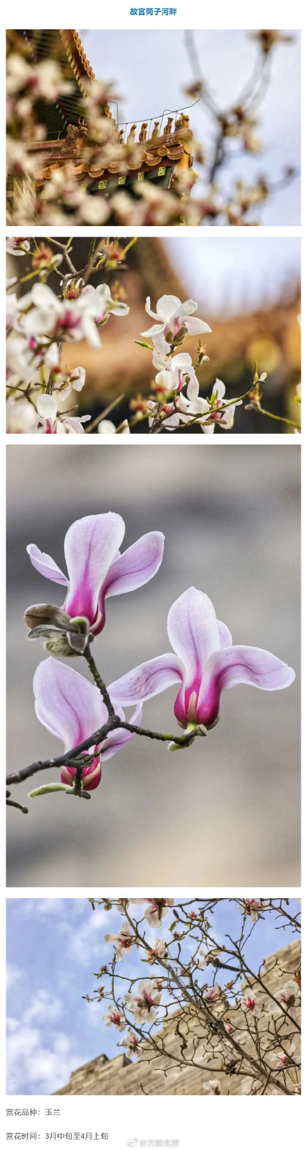 “光速入春”？北京火箭式升温，最高19℃！这些地方将开花——