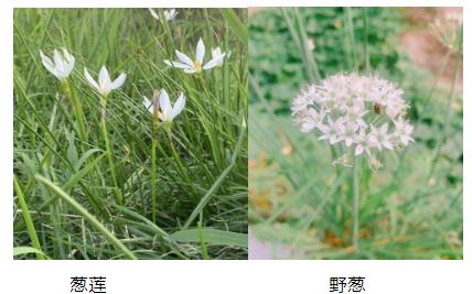 春暖花开，但这花有毒！街头常能看见，还能凑上去拍照打卡吗？