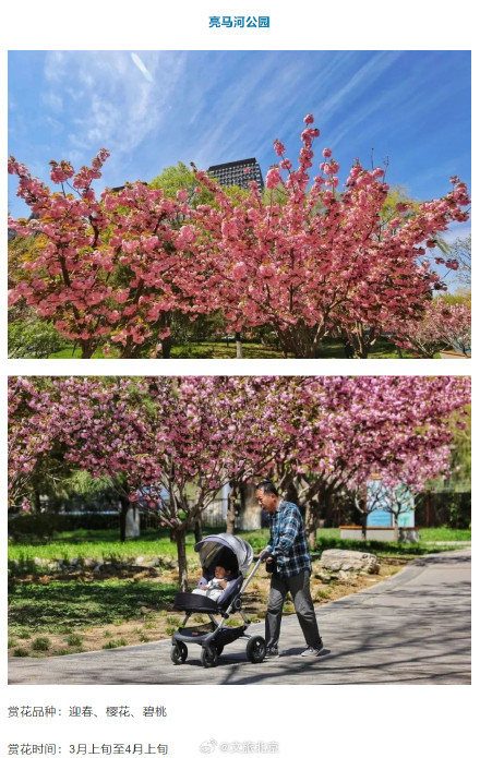 “光速入春”？北京火箭式升温，最高19℃！这些地方将开花——