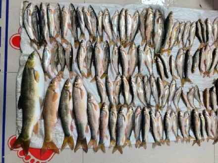 重庆警方破获一电鱼案 三人非法捕捞二级保护鱼类超200条