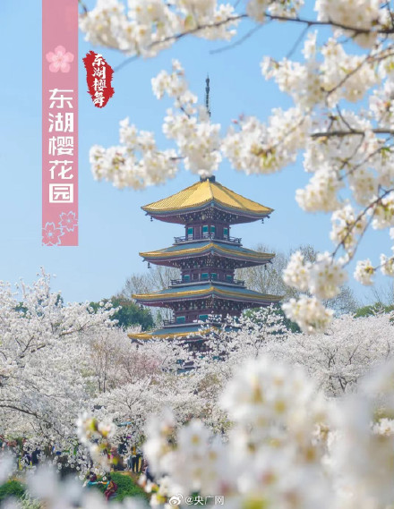 武汉十大赏樱地发布 武汉十大赏樱地发布