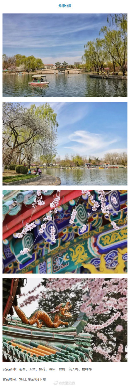 “光速入春”？北京火箭式升温，最高19℃！这些地方将开花——