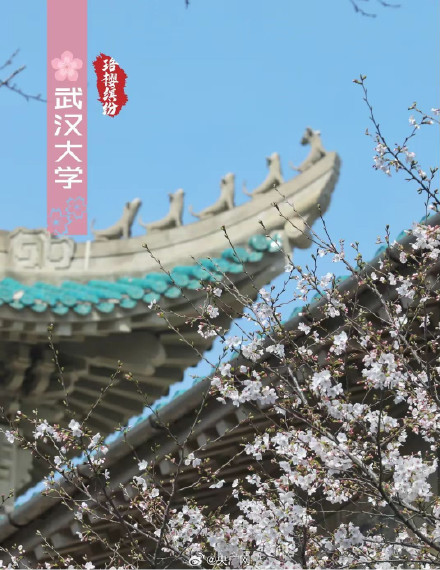 武汉十大赏樱地发布 武汉十大赏樱地发布