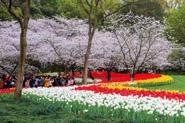 春暖花开，但这花有毒！街头常能看见，还能凑上去拍照打卡吗？