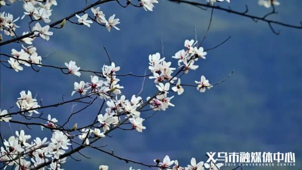 升温!3°C→21°C!义乌入春有消息了 升温!3°C→21°C!义乌入春有消息了