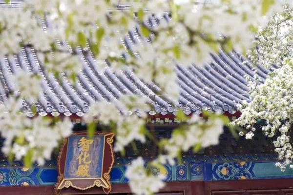 北方的春要按捺不住啦！北京这些地方将“花开成海”