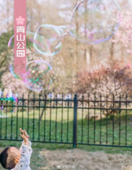 武汉十大赏樱地发布 武汉十大赏樱地发布